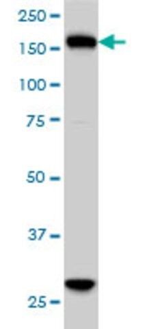 Monoclonal Anti-KIF15 antibody produced in mouse