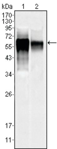 Monoclonal Anti-MAPK10 antibody produced in mouse