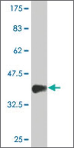 Monoclonal Anti-MIXL1 antibody produced in mouse