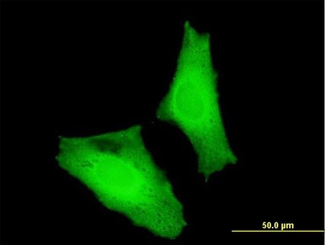 Monoclonal Anti-MAF antibody produced in mouse