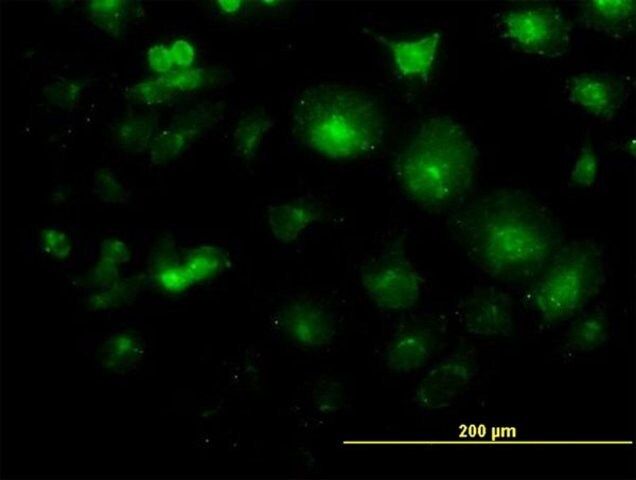 Monoclonal Anti-LFNG antibody produced in mouse