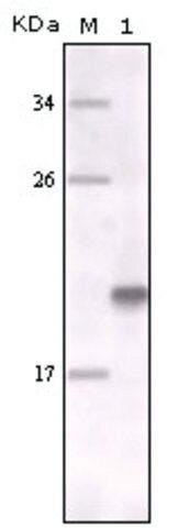 Monoclonal Anti-MERTK antibody produced in mouse