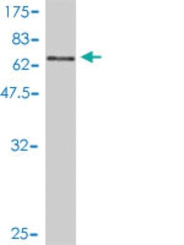 Monoclonal Anti-MGC3207 antibody produced in mouse