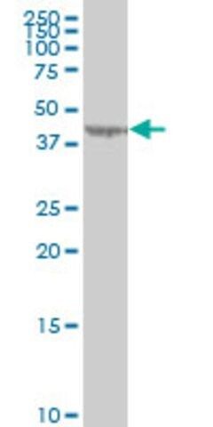 Monoclonal Anti-LYPLA3 antibody produced in mouse