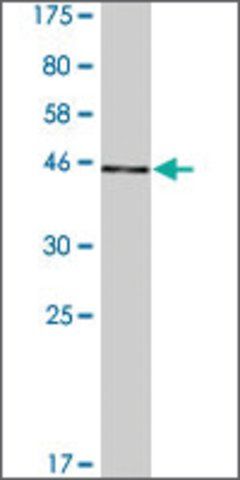 Monoclonal Anti-MCTS1 antibody produced in mouse