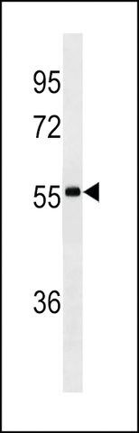 MONOCLONAL ANTI-LGA (CENTER) antibody produced in mouse