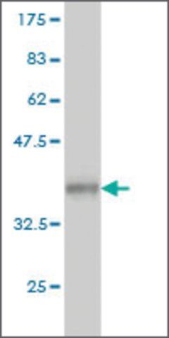 Monoclonal Anti-MAN2A1 antibody produced in mouse