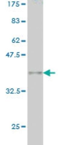 Monoclonal Anti-MLLT10 antibody produced in mouse