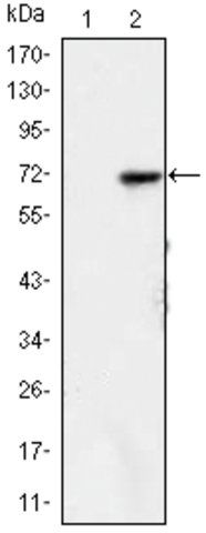 Monoclonal Anti-KDM4A antibody produced in mouse