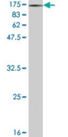 Monoclonal Anti-LBP, (C-terminal) antibody produced in mouse