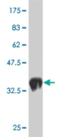 Monoclonal Anti-LMO1, (N-terminal) antibody produced in mouse