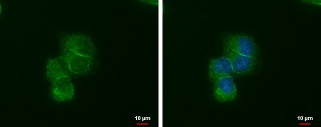 Monoclonal Anti-LIN7A antibody produced in mouse