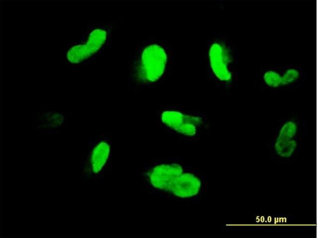 Monoclonal Anti-MAK, (C-terminal) antibody produced in mouse