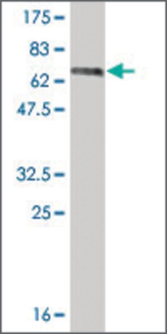 Monoclonal Anti-LASS2 antibody produced in mouse