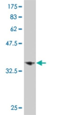 Monoclonal Anti-LHX6 antibody produced in mouse