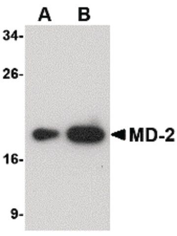 Monoclonal Anti-MD-2 antibody produced in mouse