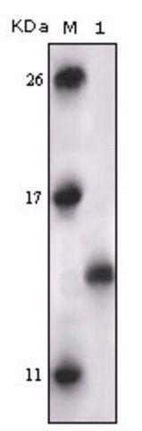 Monoclonal Anti-MAPKAPK5 antibody produced in mouse