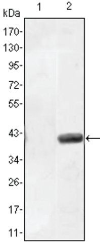 Monoclonal Anti-MATN1 antibody produced in mouse