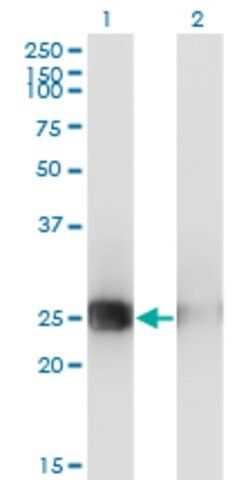 Monoclonal Anti-MSC antibody produced in mouse