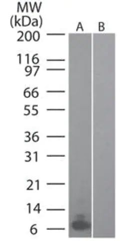 Monoclonal Anti-MIP-3alpha antibody produced in rat