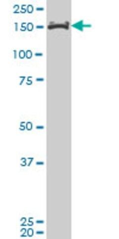 Monoclonal Anti-MLLT10 antibody produced in mouse