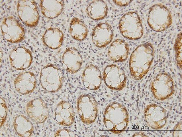 Monoclonal Anti-LASS6 antibody produced in mouse