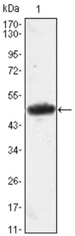 Monoclonal Anti-MESP1 antibody produced in mouse