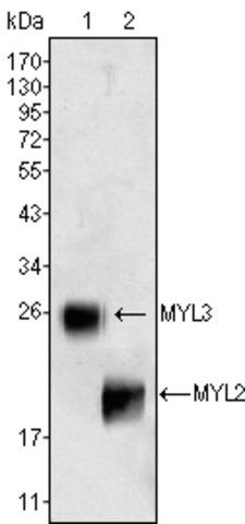 Monoclonal Anti-MYL3 antibody produced in mouse