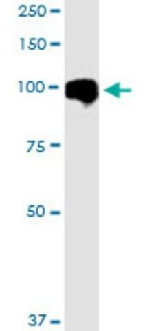 Monoclonal Anti-MARK2 antibody produced in mouse