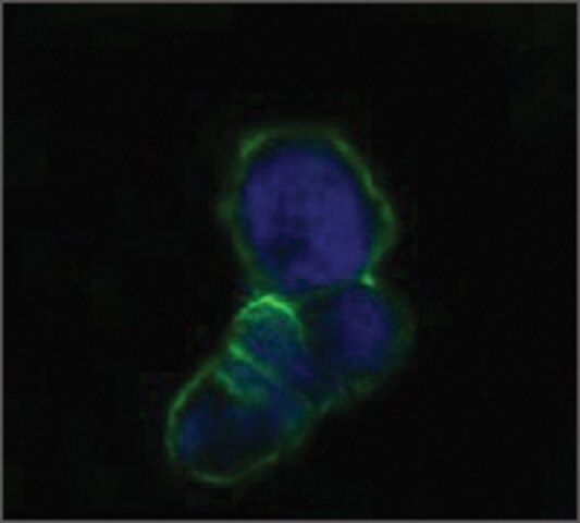 Monoclonal Anti-LCN1 antibody produced in mouse