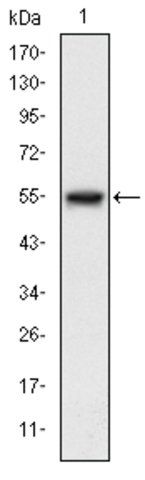 Monoclonal Anti-MAP3K5 antibody produced in mouse