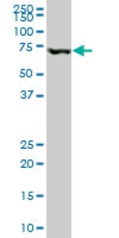 Monoclonal Anti-MBD1 antibody produced in mouse