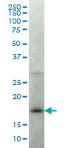 Monoclonal Anti-LMO2 antibody produced in mouse