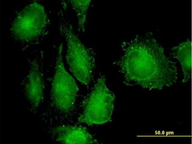 Monoclonal Anti-MAP3K7IP1 antibody produced in mouse