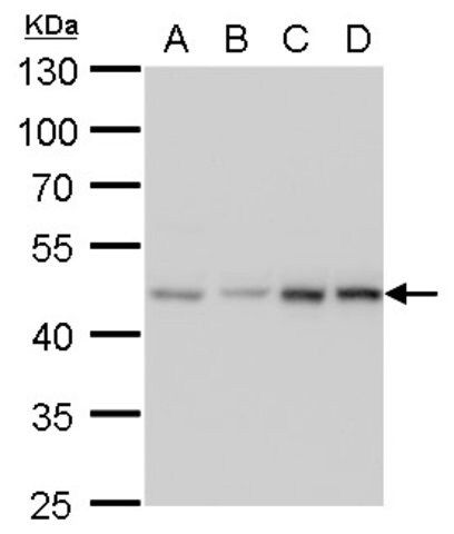 Monoclonal Anti-MEK2 antibody produced in mouse