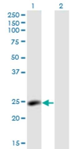 Monoclonal Anti-LYPLA2 antibody produced in mouse