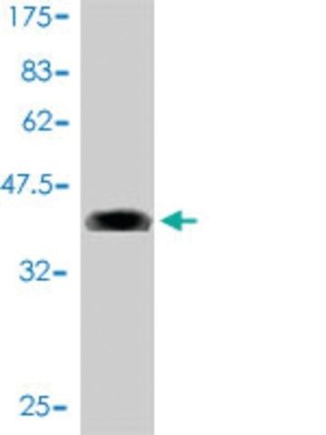 Monoclonal Anti-MLLT11 antibody produced in mouse