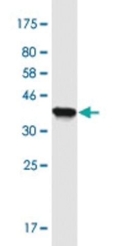 Monoclonal Anti-MLXIP antibody produced in mouse