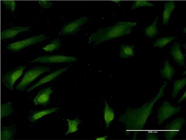 Monoclonal Anti-MAPK8 antibody produced in mouse