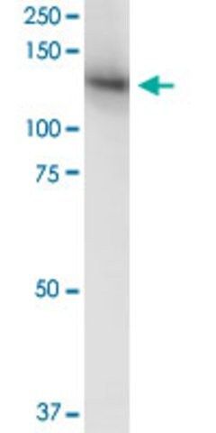 Monoclonal Anti-MICAL1 antibody produced in mouse