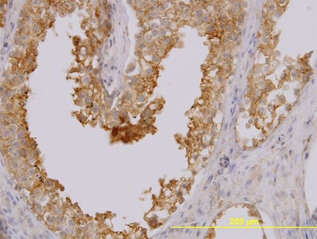 Monoclonal Anti-MARCKSL1 antibody produced in mouse