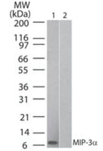 Monoclonal Anti-MIP-3alpha-Biotin antibody produced in mouse