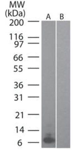 Monoclonal Anti-MIP-3alpha-Biotin antibody produced in rat