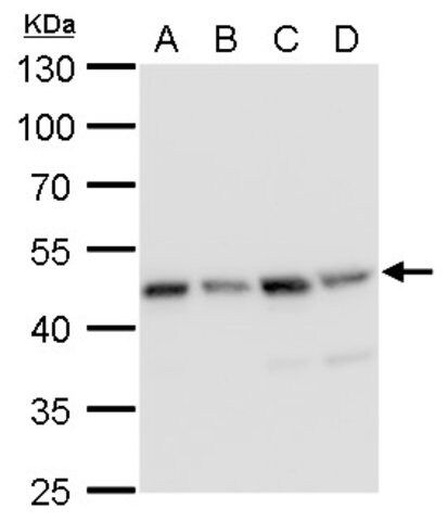 Monoclonal Anti-MEK2 antibody produced in mouse