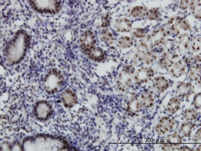 Monoclonal Anti-MGC21874 antibody produced in mouse