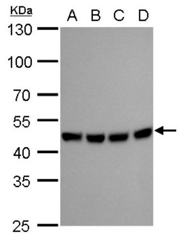 Monoclonal Anti-MEK2 antibody produced in mouse