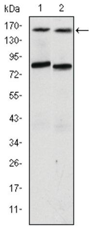 Monoclonal Anti-NCOA3 antibody produced in mouse