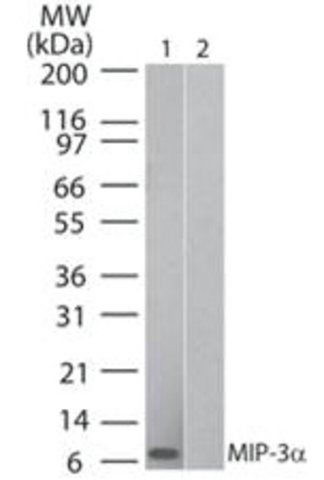 Monoclonal Anti-MIP-3alpha antibody produced in mouse