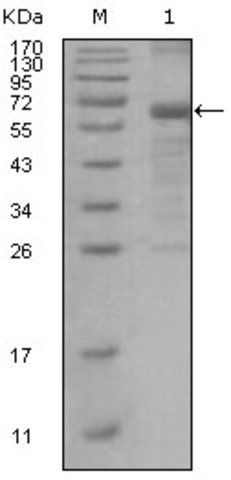 Monoclonal Anti-MSH6 antibody produced in mouse