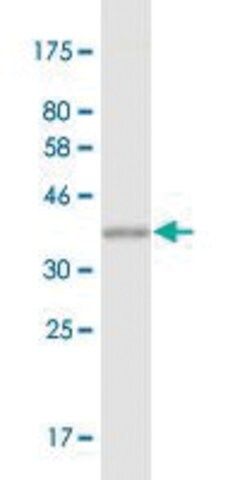 Monoclonal Anti-MDH2 antibody produced in mouse